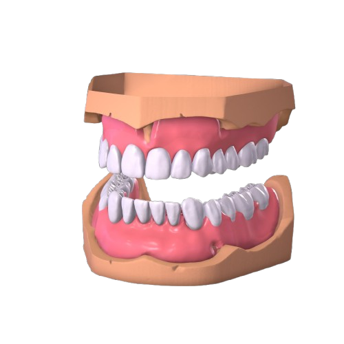 3D dental chart 3D dental chart